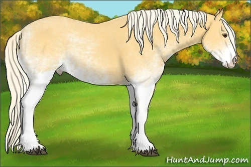 Horse Color: White Spotted Palomino 