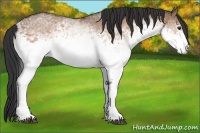 Horse Color:White Spotted Brown Dun