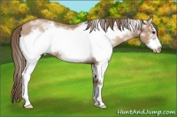 Horse Color:White Spotted Black Pearl Frame