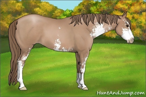 Horse Color: Black Pearl Sabino 