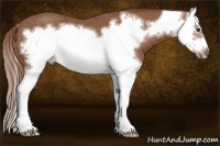Horse Color:Chestnut Splash Frame Rabicano 
