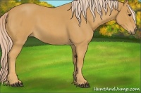 Horse Color:Palomino Roan 