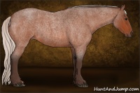 Horse Color:Silver Bay Roan Rabicano 