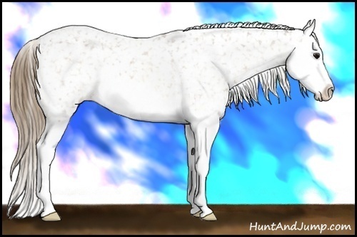 Horse Color: Buckskin Roan Splash Snowflake Varnish 