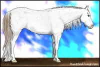 Horse Color:Buckskin Roan Splash Appaloosa
