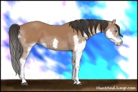 Horse Color:Bay Splash 