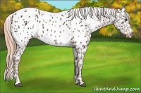 Horse Color:Liver Chestnut Near Leopard 