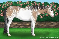 Horse Color:White Spotted Bay Dun 