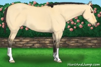 Horse Color:Buckskin Dun 