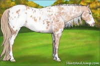 Horse Color:White Spotted Gold Champagne Ice Frame Appaloosa 