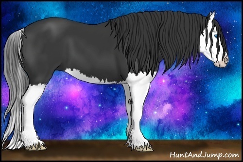 Horse Color: Black Splash 