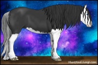 Horse Color:Black Splash 