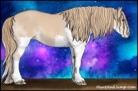 Horse Color:Red Dun Splash 