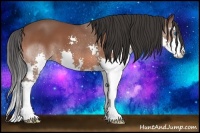 Horse Color:Bay Sabino Splash 