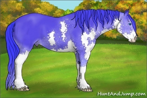 Horse Color:Watercolor Black Splash