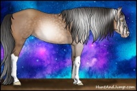 Horse Color:Gray Amber Champagne 