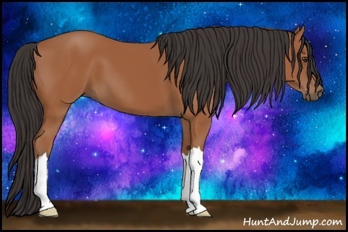 Horse Color: Bay 