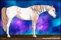 Horse Color:Watercolor White Spotted Chestnut Appaloosa 