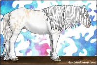 Horse Color:Unknown 