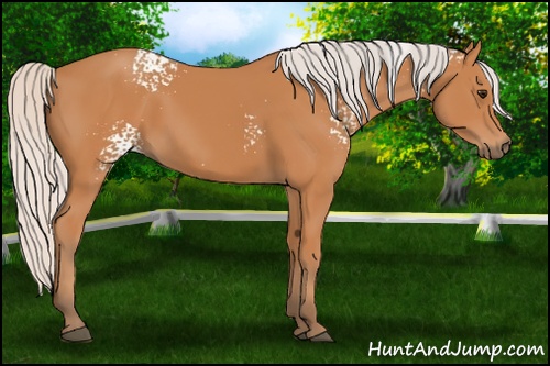 Horse Color: White Spotted Silver Bay 