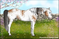 Horse Color:White Spotted Bay Splash 