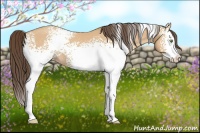 Horse Color:White Spotted Amber Champagne Splash 