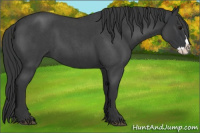 Horse Color:Blue Roan Splash 