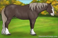 Horse Color:Liver Red Roan Splash Rabicano 