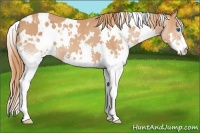 Horse Color:White Spotted Chestnut Splash 