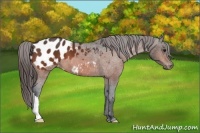 Horse Color:Bay Appaloosa 