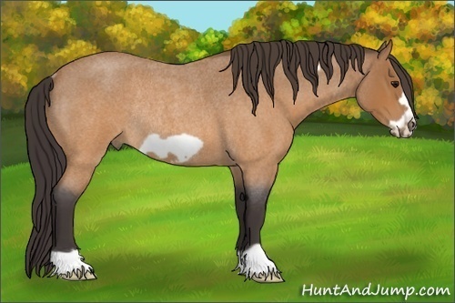 Horse Color: Buckskin Roan Frame Rabicano 