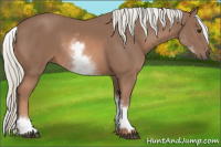 Horse Color:White Spotted Liver Chestnut Mushroom Sabino