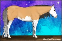 Horse Color:Buckskin Splash 