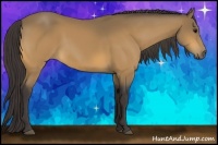 Horse Color:Buckskin 