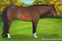 Horse Color:Bay Rabicano 