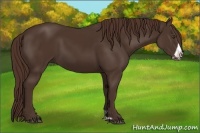 Horse Color:Liver Chestnut Frame 
