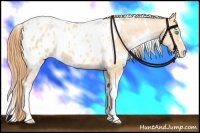 Horse Color:White Spotted Buckskin Pearl Blanket 