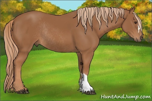 Horse Color:Unknown 