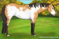 Horse Color:Buckskin Frame 
