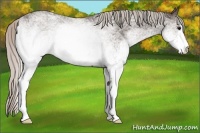 Horse Color:White Spotted Silver Black Rabicano 