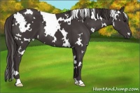 Horse Color:White Spotted Smoky Black