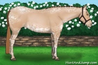 Horse Color:Bay Ice Pearl 