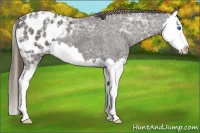 Horse Color:Smoky Black Ice Splash Appaloosa 