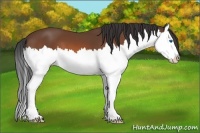 Horse Color:Bay Sabino Splash 