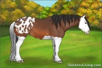 Horse Color:Bay Splash Appaloosa 