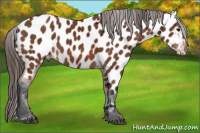 Horse Color:Bay Appaloosa