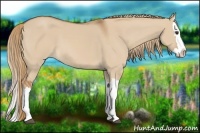 Horse Color:Red Dun Splash 