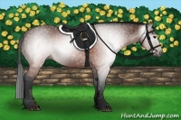 Horse Color:Gray Brown 