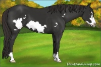 Horse Color:Liver Chestnut Frame 