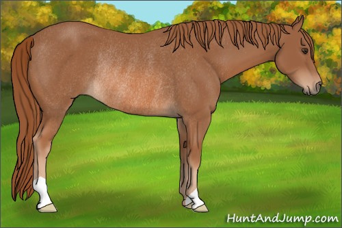 Horse Color: Chestnut Rabicano 